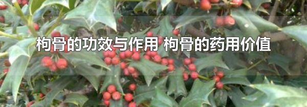 枸骨的功效与作用 枸骨的药用价值
