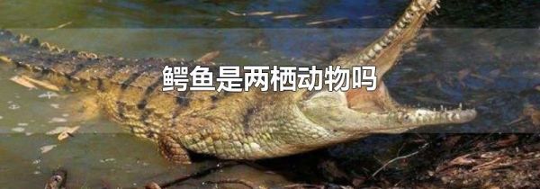 鳄鱼是两栖动物吗