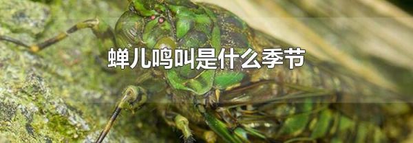 蝉儿鸣叫是什么季节