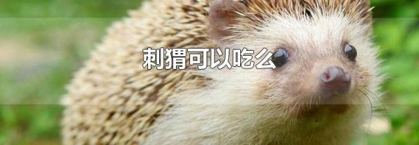 刺猬可以吃么