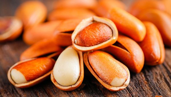 松树果子的功效与作用 松树果子的功效与作用是什么