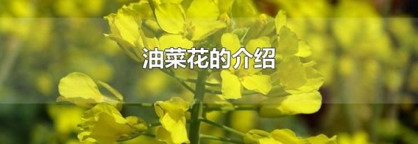 油菜花的介绍