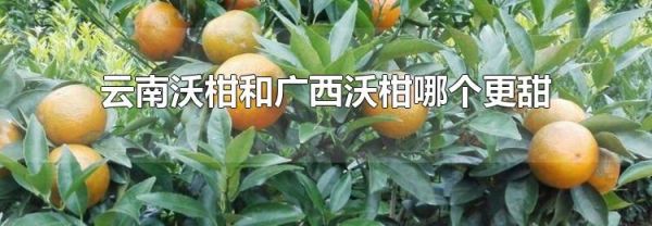 云南沃柑和广西沃柑哪个更甜