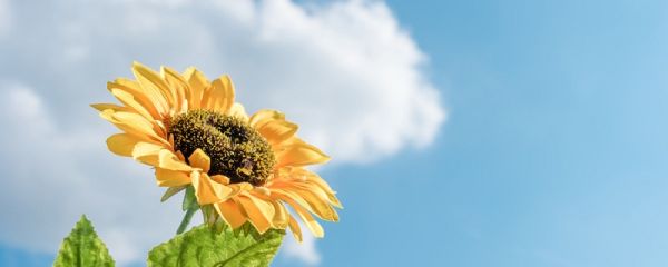 葵花籽其实是向日葵的什么 葵花籽是果实还是种子吗