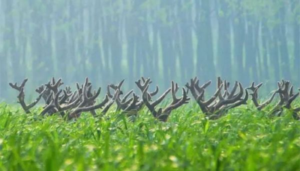 景物描写的作用 景物描写有啥作用