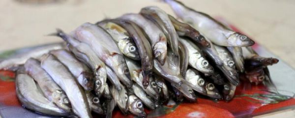 多春鱼的营养价值 多春鱼有哪些功效