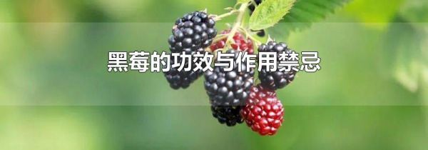 黑莓的功效与作用禁忌