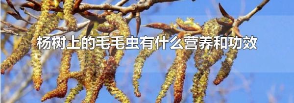 杨树上的毛毛虫有什么营养和功效