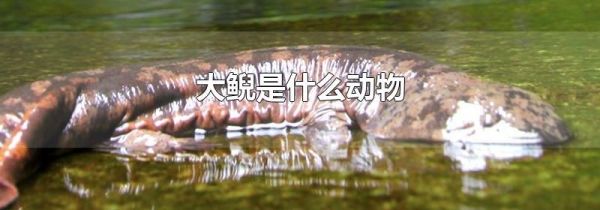 大鲵是什么动物