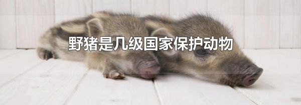 野猪是几级国家保护动物