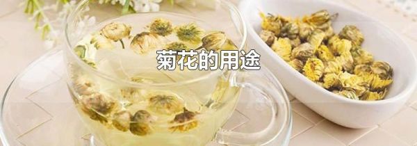 菊花的用途