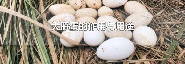 大雁蛋的作用与用途