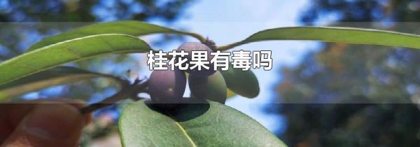 桂花果有毒吗