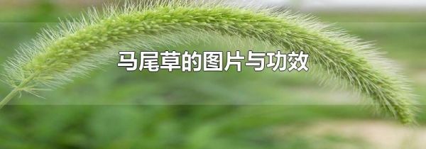马尾草的图片与功效