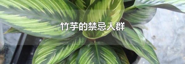 竹芋的禁忌人群