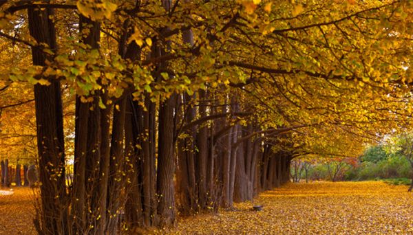 早立秋还是晚立秋有什么说法 早立秋与晚立秋的区别
