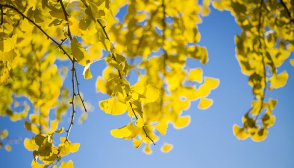 早立秋还是晚立秋有什么说法 早立秋与晚立秋的区别