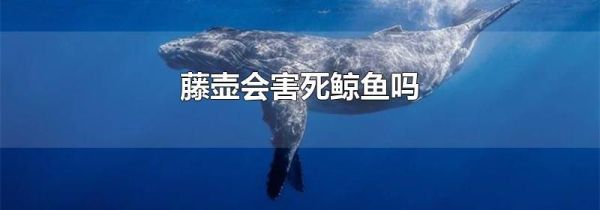 藤壶会害死鲸鱼吗