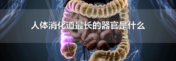 人体消化道最长的器官是什么