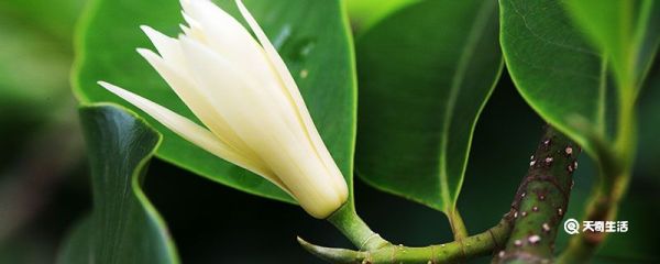 为什么植物有不同的茎 植物为什么有不同的茎