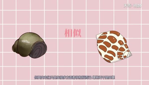 螺蛳是田螺吗  螺蛳就是田螺吗