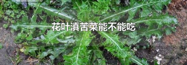 花叶滇苦菜能不能吃