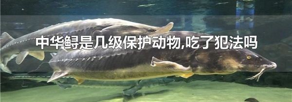 中华鲟是几级保护动物,吃了犯法吗