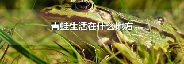 青蛙生活在什么地方