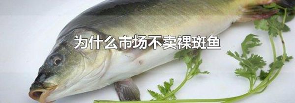 为什么市场不卖裸斑鱼