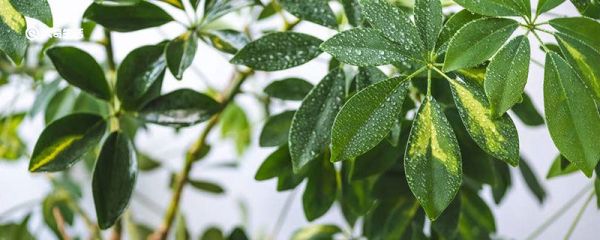为什么植物有喜阳和喜阴区分 植物为什么有喜阳和喜阴区分