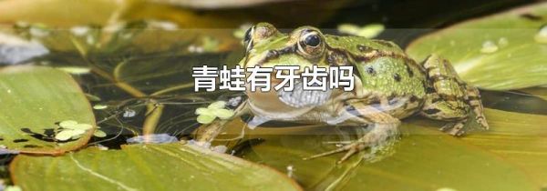 青蛙有牙齿吗