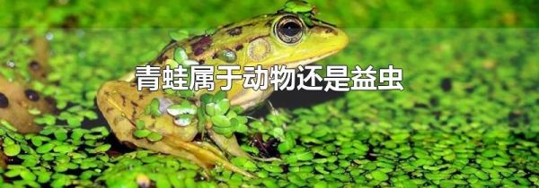 青蛙属于动物还是益虫