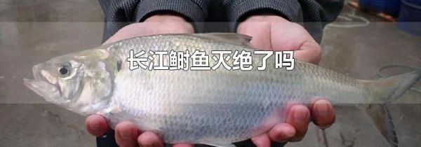 长江鲥鱼灭绝了吗