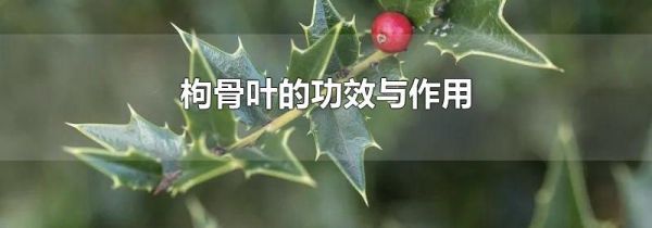 枸骨叶的功效与作用