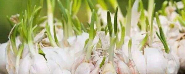 发芽的蒜瓣能吃吗 发芽的蒜瓣能不能吃