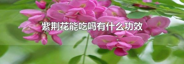 紫荆花能吃吗有什么功效