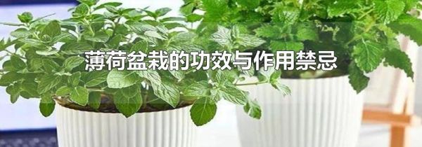 薄荷盆栽的功效与作用禁忌