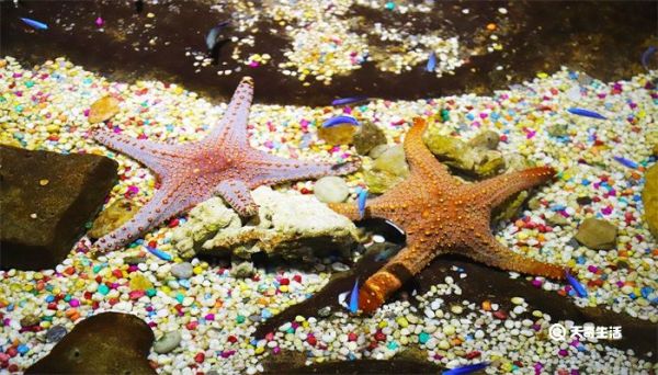海星可以吃吗 海星可以吃吗有营养吗