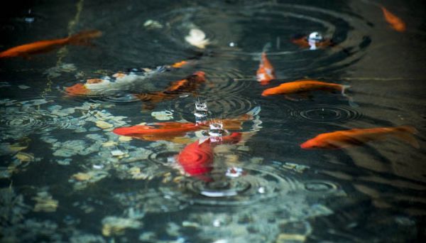 保护水资源的方法 怎样保护水资源的方法