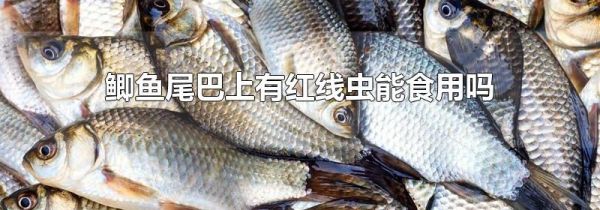 鲫鱼尾巴上有红线虫能食用吗
