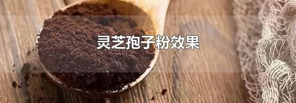 灵芝孢子粉效果