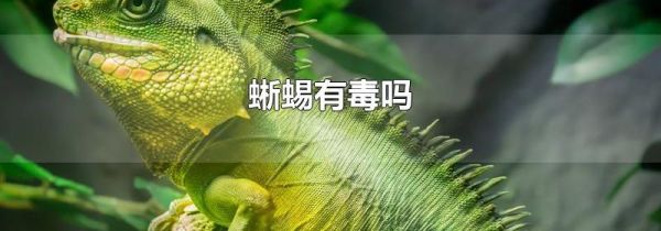 蜥蜴有毒吗