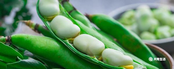 豆科植物的根部为什么会长小瘤子 豆科植物的根部长小瘤子原因