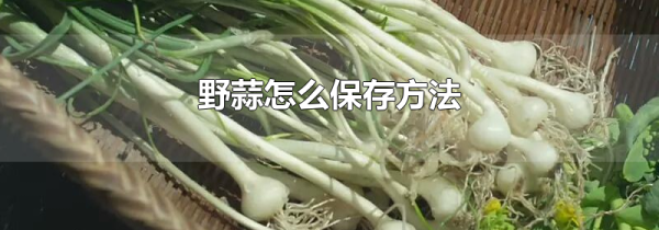 野蒜怎么保存方法