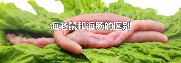 海老鼠和海肠的区别