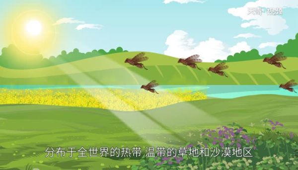蝗虫和蚂蚱的区别 蝗虫和蚂蚱的区别是什么