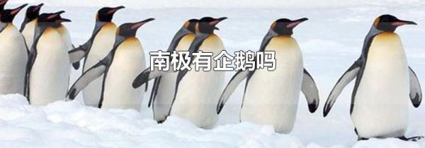 南极有企鹅吗
