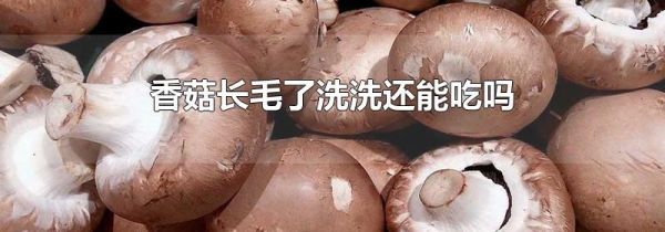 香菇长毛了洗洗还能吃吗