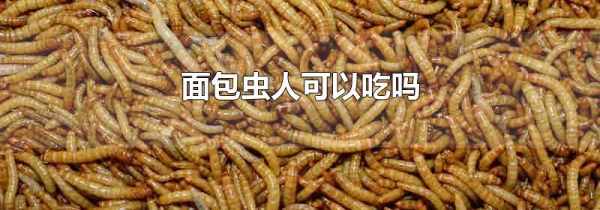 面包虫人可以吃吗