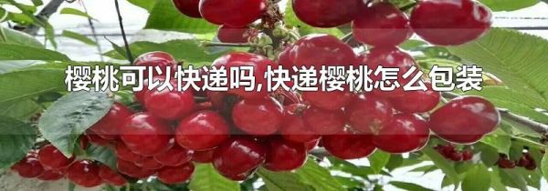 樱桃可以快递吗,快递樱桃怎么包装